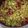 ChefNandani Kumari का कुकस्नैप जब उन्होंने चटपटा स्प्राउट्स सलाद(chatpata sprouts salad recipe in hindi) बनाया था।