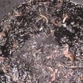 El cooksnap de Beatriz Herrera Martinez cuando hizo Guiso de chocos en su tinta con arroz blanco y alioli.