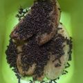 Cooksnap dari Ratih Perwitasari untuk resep Pisang coklat keju bakar teflon
