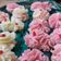 Cooksnap dari Syifa Li untuk resep Maizena cookies / Semprit susu 3 bahan