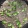 Cooksnap dari Meliza Sopandi untuk resep Brokoli Tumis Daging Cincang (MPASI 9 bulan+)