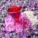 کوک اسنپ رازانی(لرستانی) بعد از امتحان کردن چای با عطر گل محمدی☕🌸.