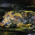 Cooksnap dari Dahniear N. Indriani untuk resep Pepes ikan mujaer