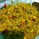Cooksnap dari Alifah Mj untuk resep Nasi goreng kunyit dan ikan teri #Seninsemangat