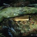 Cooksnap dari sutirah 1901 untuk resep Pepes Ikan Kemangi Mangga Muda