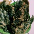 Cooksnap dari chynthia permata dewi untuk resep Keripik Bayam