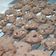 Cooksnap dari Vani Rinjani Putri untuk resep Choco chip Cookies with Palm Sugar ala good time"an 😂