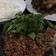 Cooksnap dari lia mukti untuk resep Sambal Lucung (Kecombrang)