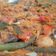 Cooksnap dari Maharany Sembiring untuk resep Ikan Mas Arsik Khas Karo