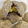 Cooksnap dari Haruki's kitchen untuk resep Onde-Onde ubi ungu(isi ubi ungu)