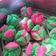 Cooksnap dari Suwarti Zaky untuk resep Kue Mangkok / Kue Apem Tape Singkong