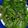 dolphinchick's cooksnap of when they made Vickys Pea, Mint & Spinach Salad with Dressing, Gluten, Dairy, Egg, Soy & Nuy-Free.