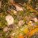 Cooksnap dari Indah Djuly untuk resep Tongkol Cabe Ijo