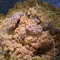 Cooksnap dari Tity Safitrie untuk resep Dendeng ragi daging sapi