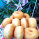 Cooksnap dari endang wuryaningsih untuk resep Donat Kentang Tanpa Ulen (Anti gagal)