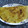 Meena Ramesh's cooksnap of when they made மல்டி க்ரேய்ன் அடை தோசை.
