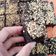 Cooksnap dari Maharani Karina untuk resep Fudgy Shiny Crust Brownies