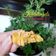 Cooksnap dari 0 untuk resep 06. Parmesan Kastengels Keto