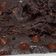 Cooksnap dari Josina untuk resep Banana Brownie