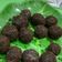 Cooksnap dari Diah Zai untuk resep Bola-bola Coklat Meises
