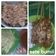 Cooksnap dari Meriem Ita untuk resep Sate Ayam Rebus