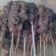 Cooksnap dari dwi fitriani untuk resep Sate Kambing #kitaberbagi
