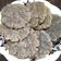 Cooksnap dari Lek untuk resep Pempek Kulit Krispi