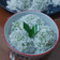 Cooksnap dari Tlisa untuk resep Kelepon Tepung Ketan Isi Gula Merah