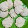 El cooksnap de Pau cuando hizo Galletas de limón.
