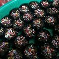 Cooksnap dari Mey untuk resep Choco-Rolled Oat Peanut alias Oat-Kacang Bersalut Coklat