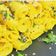 Heena Nayak's cooksnap of when they made ખાડવી.