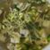 Cooksnap dari Irine Ajeng untuk resep Sayur Bening Toge Tahu