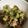 El cooksnap de AlexandraV cuando hizo Ensalada de guisantes.