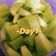 Cooksnap dari MasakMasakEno untuk resep Menu diet gm day 1(buah)