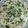 Dharti Kalpesh Pandya's cooksnap of when they made ખમણ.