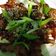 Cooksnap dari 花ゆみ untuk resep Maeun Dakbal ala Korea