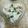 Sadia Alvi's cooksnap of when they made Mutton white handi.