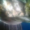 Cooksnap dari Arifincinta Damai untuk resep Resep pepes tahu simple dan mudah