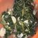 Cooksnap dari Akhmadcool Hamid untuk resep Tumis kangkung basic #FestivalResepAsia#Indonesia#Kangkung