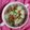 Cooksnap dari Irene MN untuk resep Soto Bandung + Tips Memilih Lobak