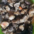 Cooksnap dari Reviria untuk resep Ati Ampela Gongso