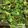 Kate Carless's cooksnap of when they made 🥬 Basic☆ Kale snack - roasted kale chip ❤️.