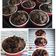 Cooksnap dari MaDwifa untuk resep Rich of Chocolate Muffin