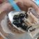 Cooksnap Maisarah Mamat semasa beliau membuat Black Tapioca Pearl (Boba).