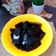 Cooksnap dari DEWI SARASWATI untuk resep Nutrijell Cincau