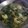 Cooksnap dari Shela Wati untuk resep Gulai daun singkong