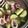 Cooksnap Dapur Yusfarisyia semasa beliau membuat Sotong Ketuk Serai (Menu Sihat).