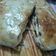 El cooksnap de Jâvì À. Cãrrizo cuando hizo Calzone de carne, queso y jamón.