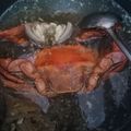 Cooksnap dari Setyawati Ika untuk resep Kepiting kuah segar