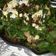 El cooksnap de Patricia La Fuente cuando hizo Ensalada de Lentejas con Rúcula y Champiñones Salteados.